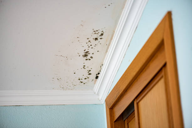Best Commercial Mold Removal  in Signal Mountain, TN