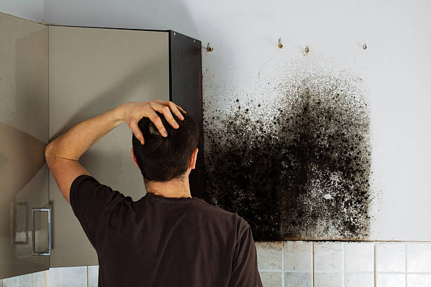 Mold Removal Process in Signal Mountain, TN