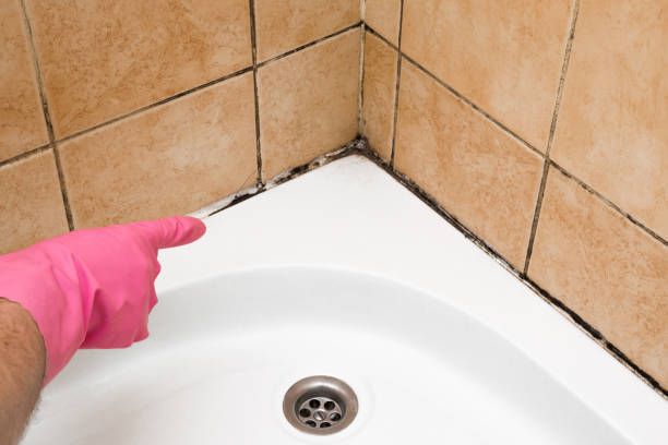 Best Residential Mold Removal  in Signal Mountain, TN